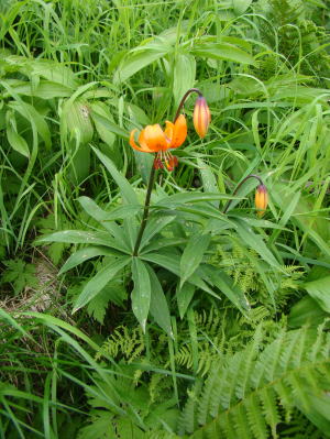 跡見群芳譜(野草譜 クルマユリ)